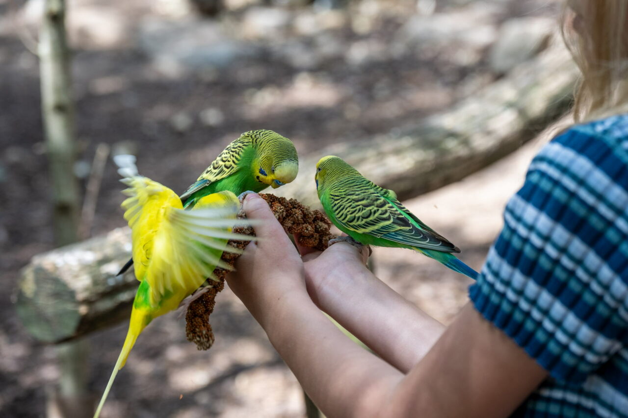 Tiergarten Eisenberg – Streicheln & Füttern 2025 hautnah erleben 1 Begehbare Gehege sind das Besondere im Tierpark Eisenberg.
