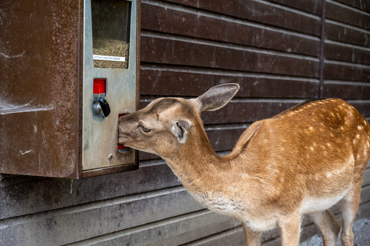 Tiergarten Eisenberg – Streicheln & Füttern 2025 hautnah erleben 4 Begehbare Gehege sind das Besondere im Tierpark Eisenberg.