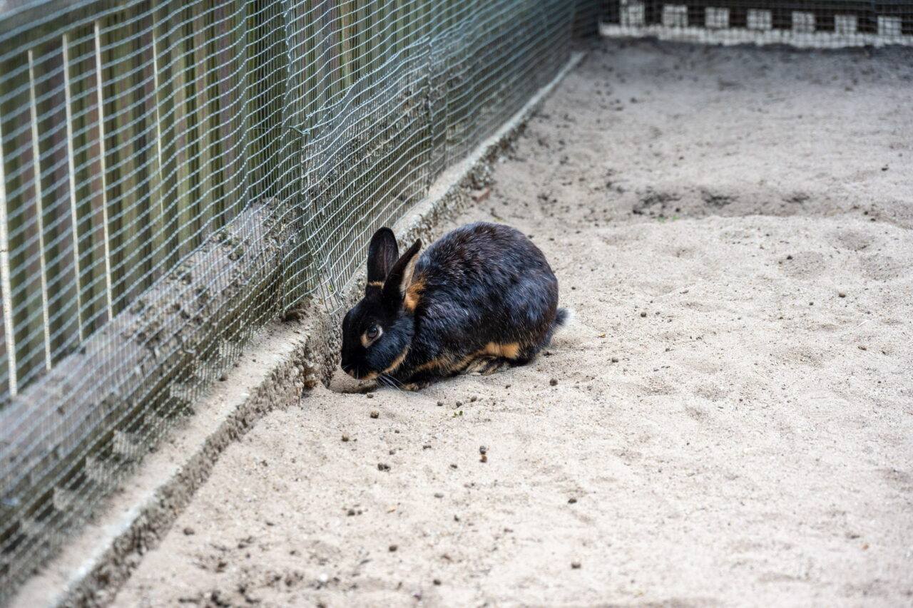 Tiergarten Eisenberg – Streicheln & Füttern 2025 hautnah erleben 3 Begehbare Gehege sind das Besondere im Tierpark Eisenberg.