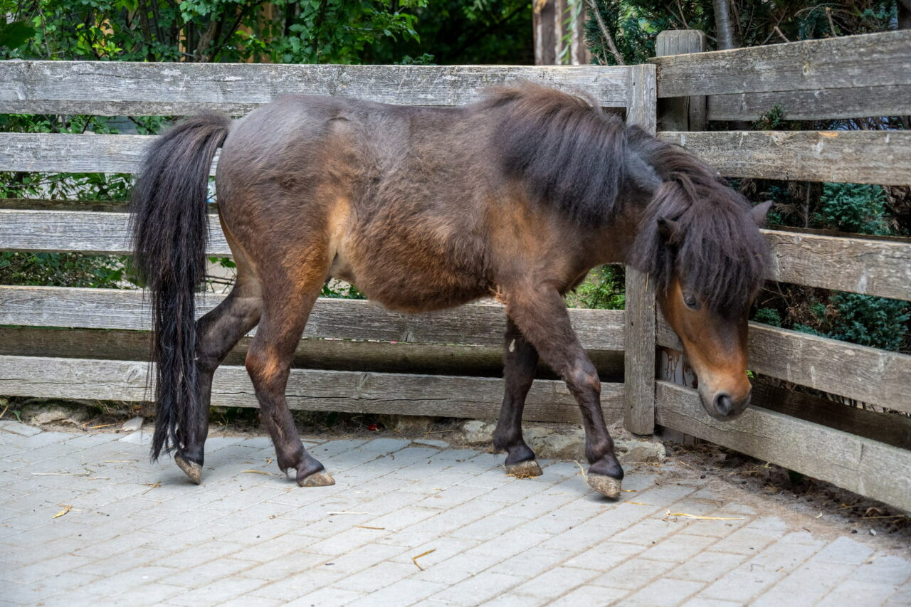 Tiergarten Eisenberg – Streicheln & Füttern 2025 hautnah erleben 8 Der Tiergarten im thüringischen Eisenberg lädt kleine und große Besucher ein, den beheimateten Tieren ganz nah zu sein.
