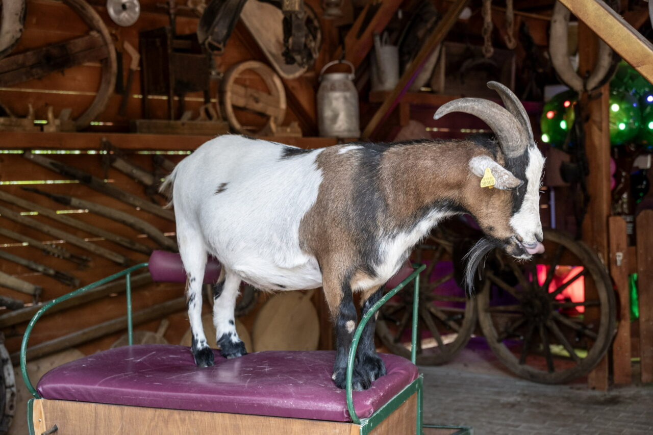 Tiergarten Eisenberg – Streicheln & Füttern 2025 hautnah erleben 9 Der Tiergarten im thüringischen Eisenberg lädt kleine und große Besucher ein, den beheimateten Tieren ganz nah zu sein.