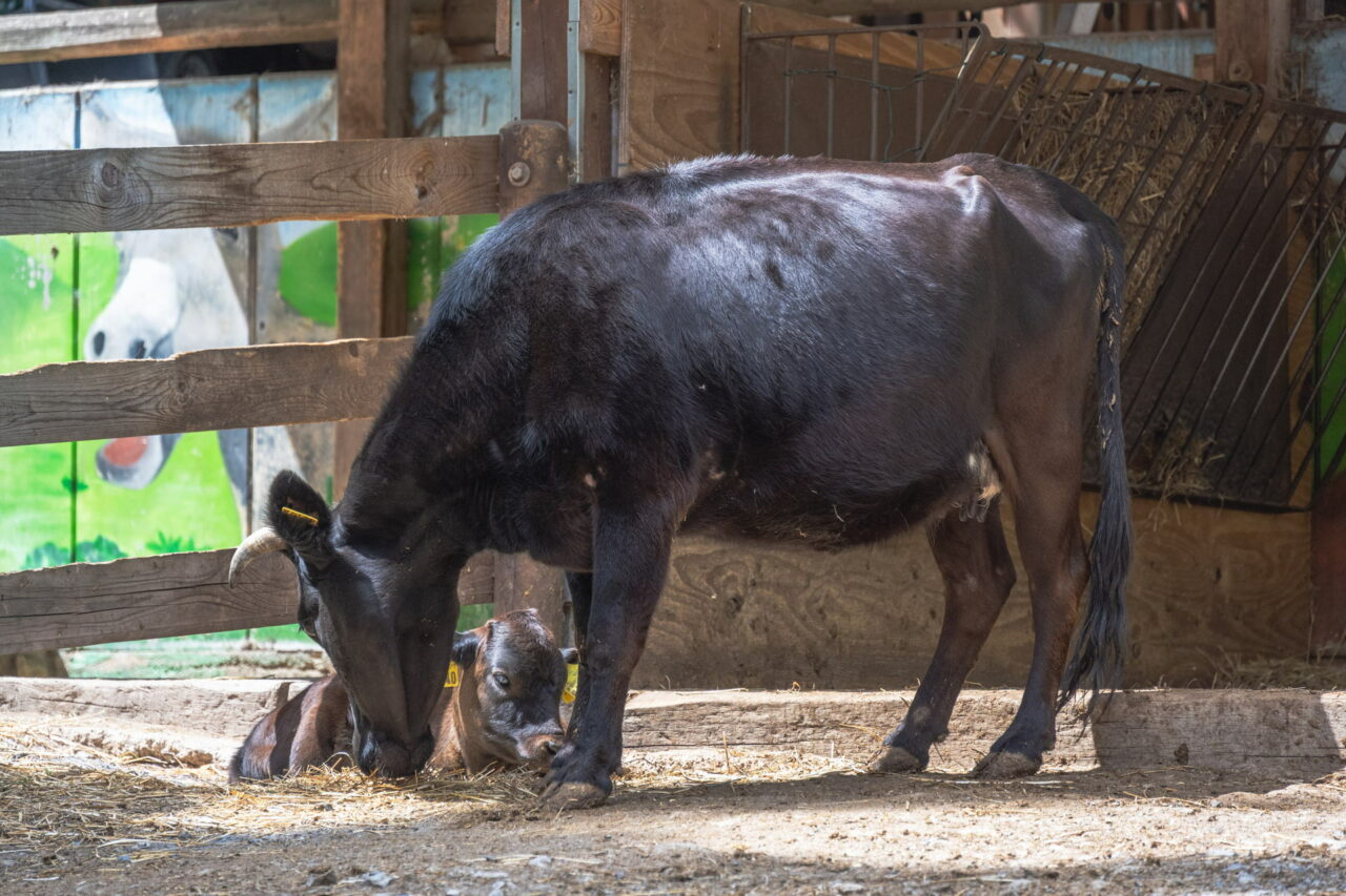 Tiergarten Eisenberg – Streicheln & Füttern 2025 hautnah erleben 10 Der Tiergarten im thüringischen Eisenberg lädt kleine und große Besucher ein, den beheimateten Tieren ganz nah zu sein.
