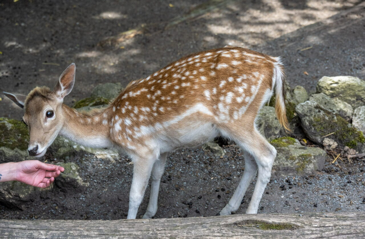 Tiergarten Eisenberg – Streicheln & Füttern 2025 hautnah erleben 11 Der Tiergarten im thüringischen Eisenberg lädt kleine und große Besucher ein, den beheimateten Tieren ganz nah zu sein.