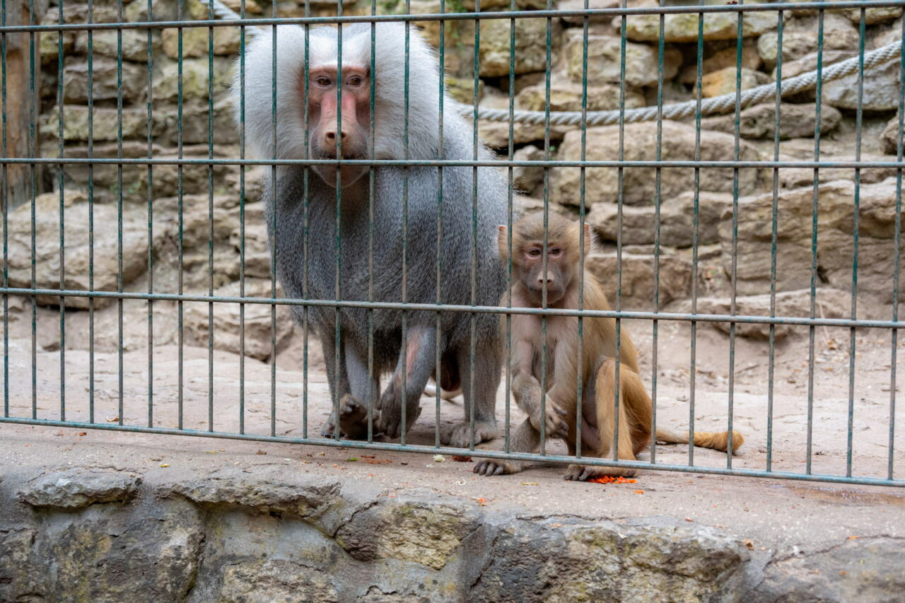 Der Tiergarten im thüringischen Eisenberb Der Tiergarten im thüringischen Eisenberb
