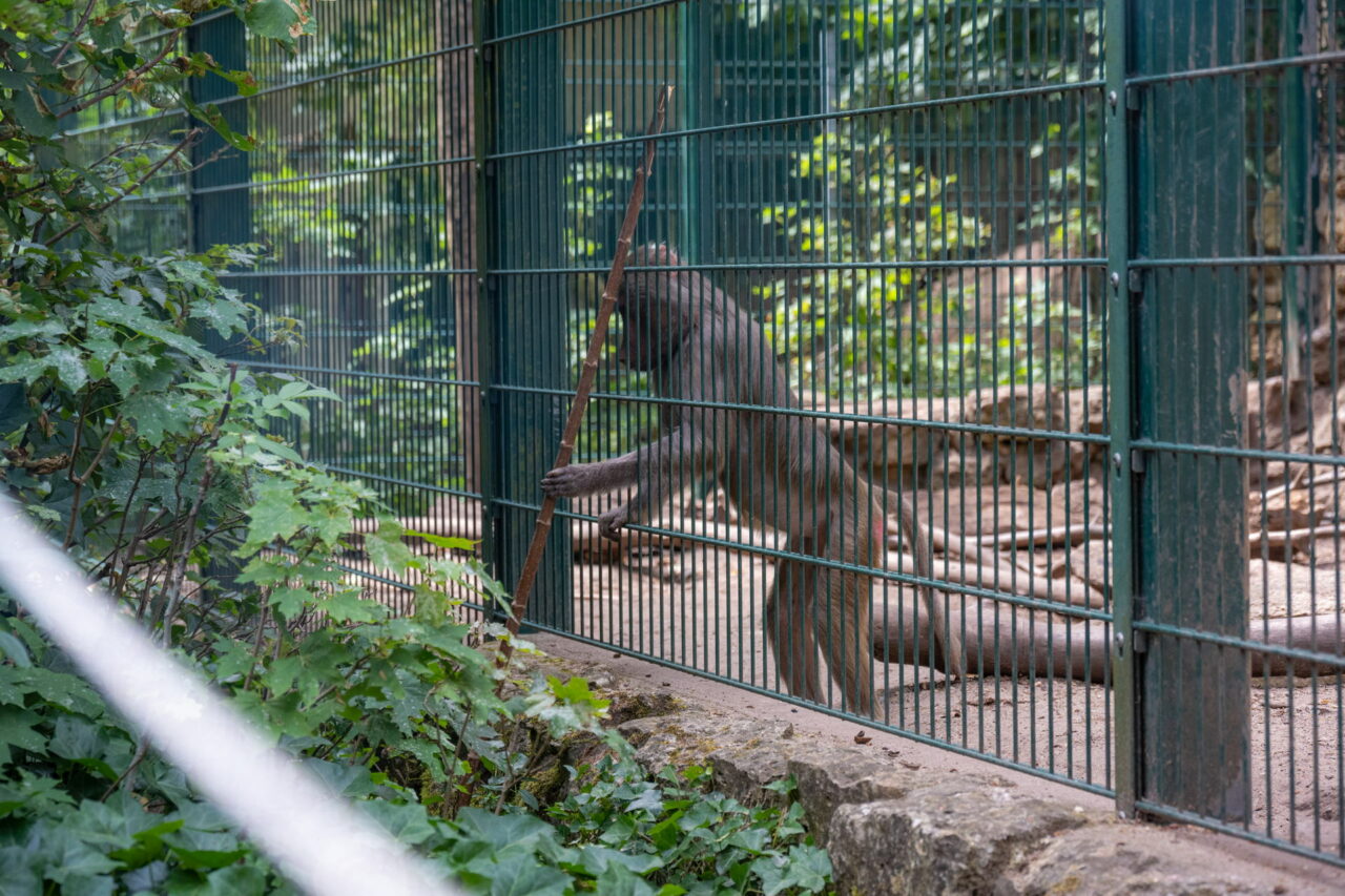 Tiergarten Eisenberg – Streicheln & Füttern 2025 hautnah erleben 12 Der Tiergarten im thüringischen Eisenberg lädt kleine und große Besucher ein, den beheimateten Tieren ganz nah zu sein.