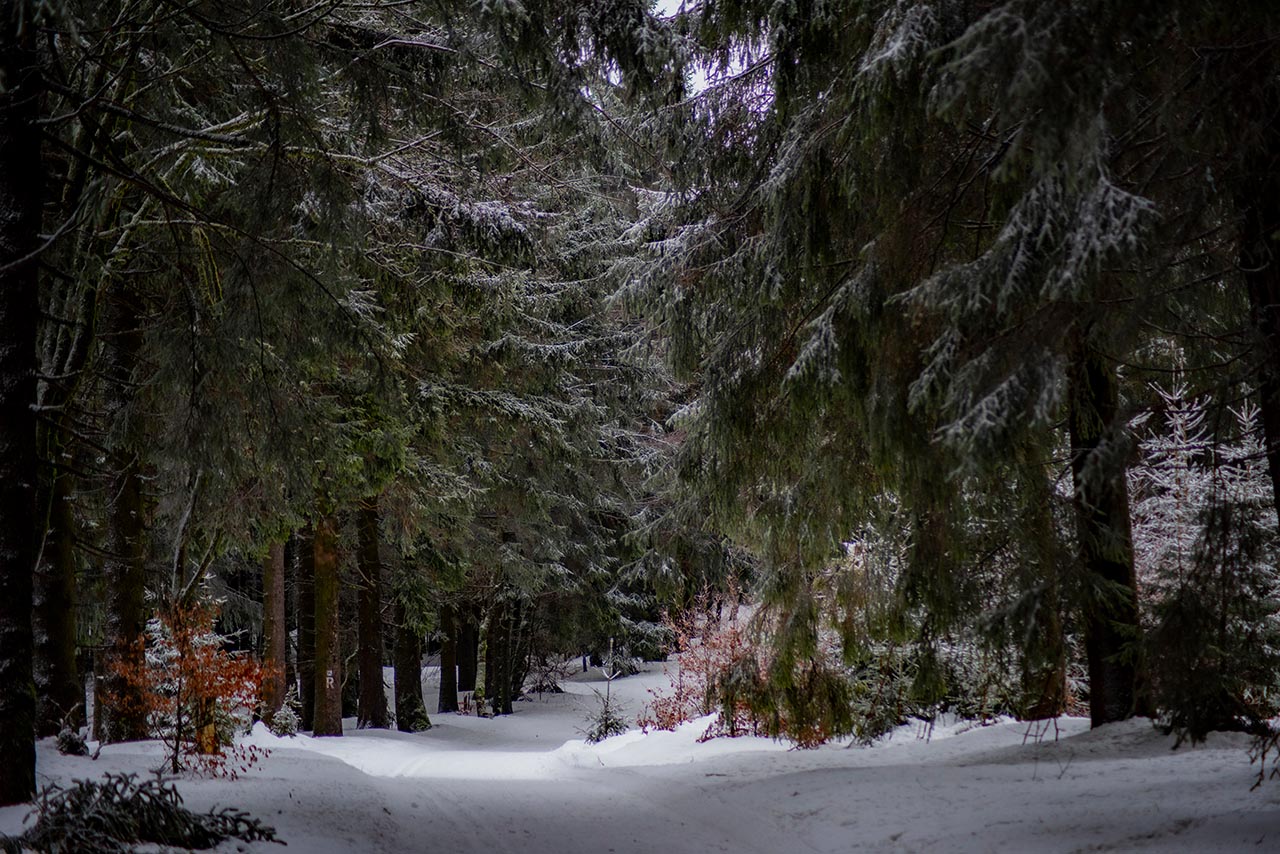 Thüringen – Das Grüne Herz Deutschlands 1 Der Thüringer Wald in den Wintermonaten