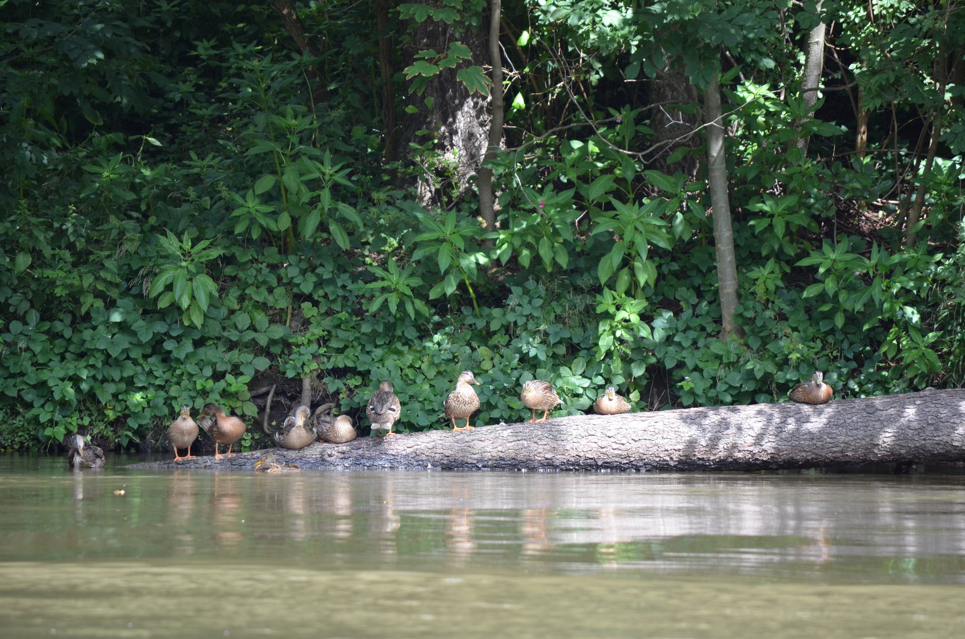 Saale Impressionen 14 Auszeit für die Enten am Jenaer Saaleufer.