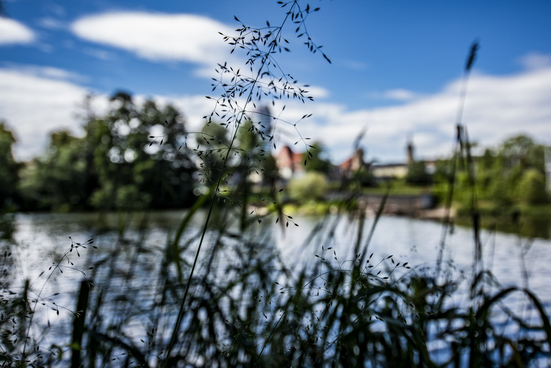 Saale Impressionen 8 Grüne Natur und Saale im Einklang. Foto-Impression aus dem Jenaer Paradies.