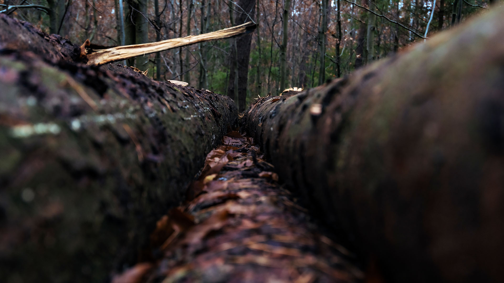 Jagdanlage Rieseneck & Herzogstuhl: Einzigartige Jagdarchitektur in Thüringen 3 Auf dem Weg zum Herzogstuhl. Foto: Frank Liebold, Jenafotografx