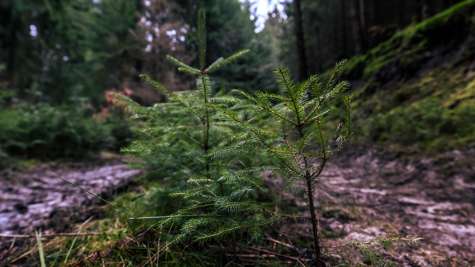 Jagdanlage Rieseneck & Herzogstuhl: Einzigartige Jagdarchitektur in Thüringen 4 Natur pur in Thüringen. Foto: Frank Liebold, Jenafotografx