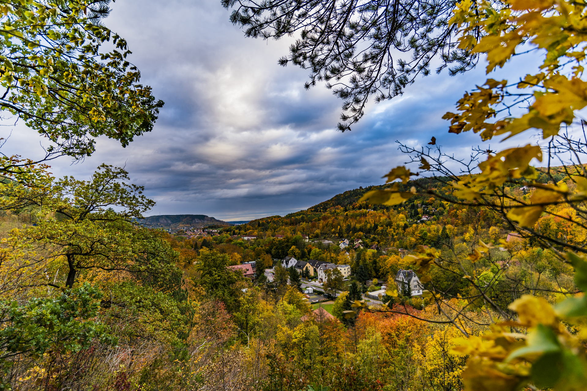Perückensträucher in Jena 2025 - Herbstfarben im Mühltal 2 Entdecken Sie das herbstliche Farbenspiel der Perückensträucher im Jenaer Mühltal – ein faszinierendes Naturerlebnis auf dem Nasenberg