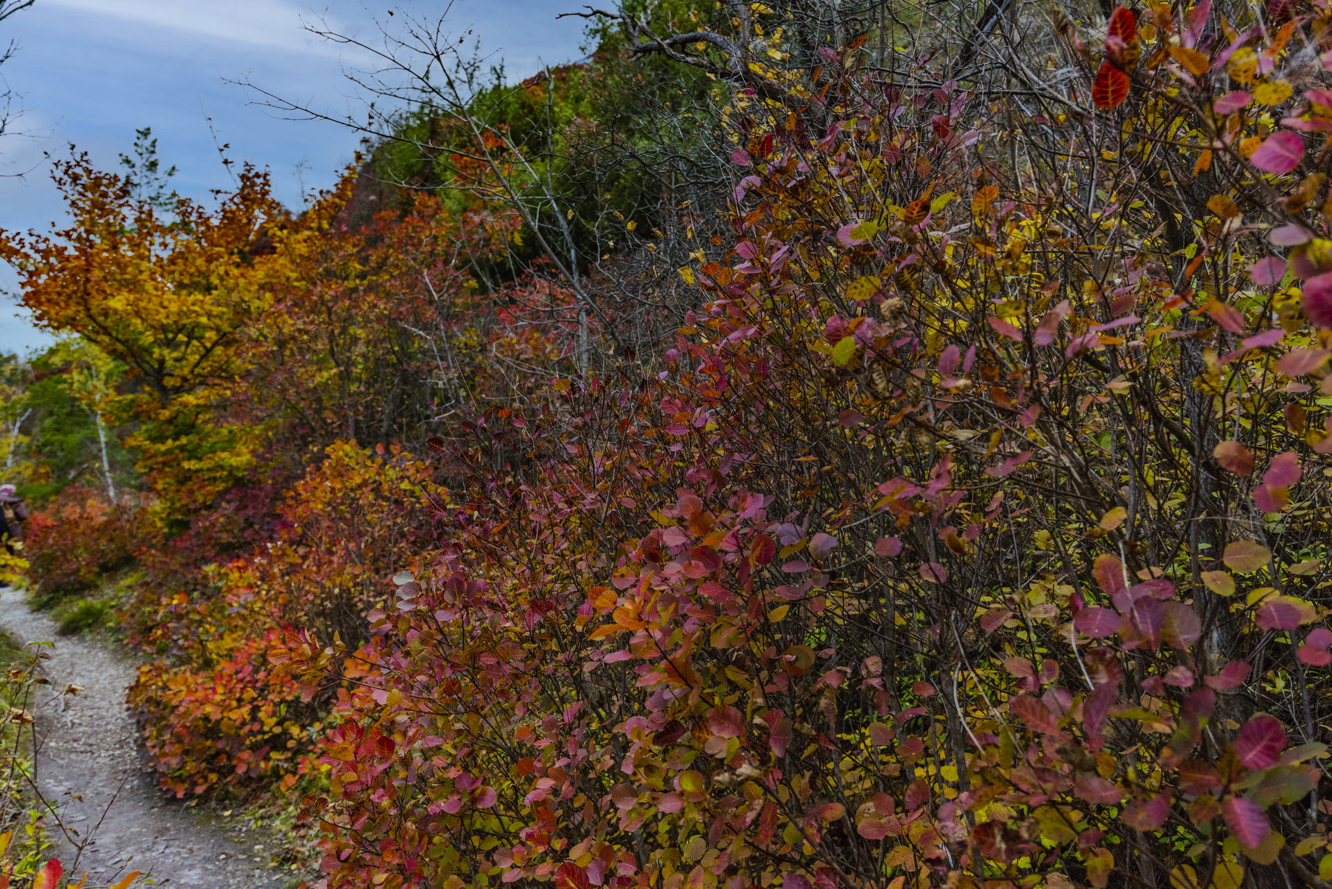 Perückensträucher in Jena 2025 - Herbstfarben im Mühltal 6 Perückensträucher Jena in ihrer herbstlichen Pracht