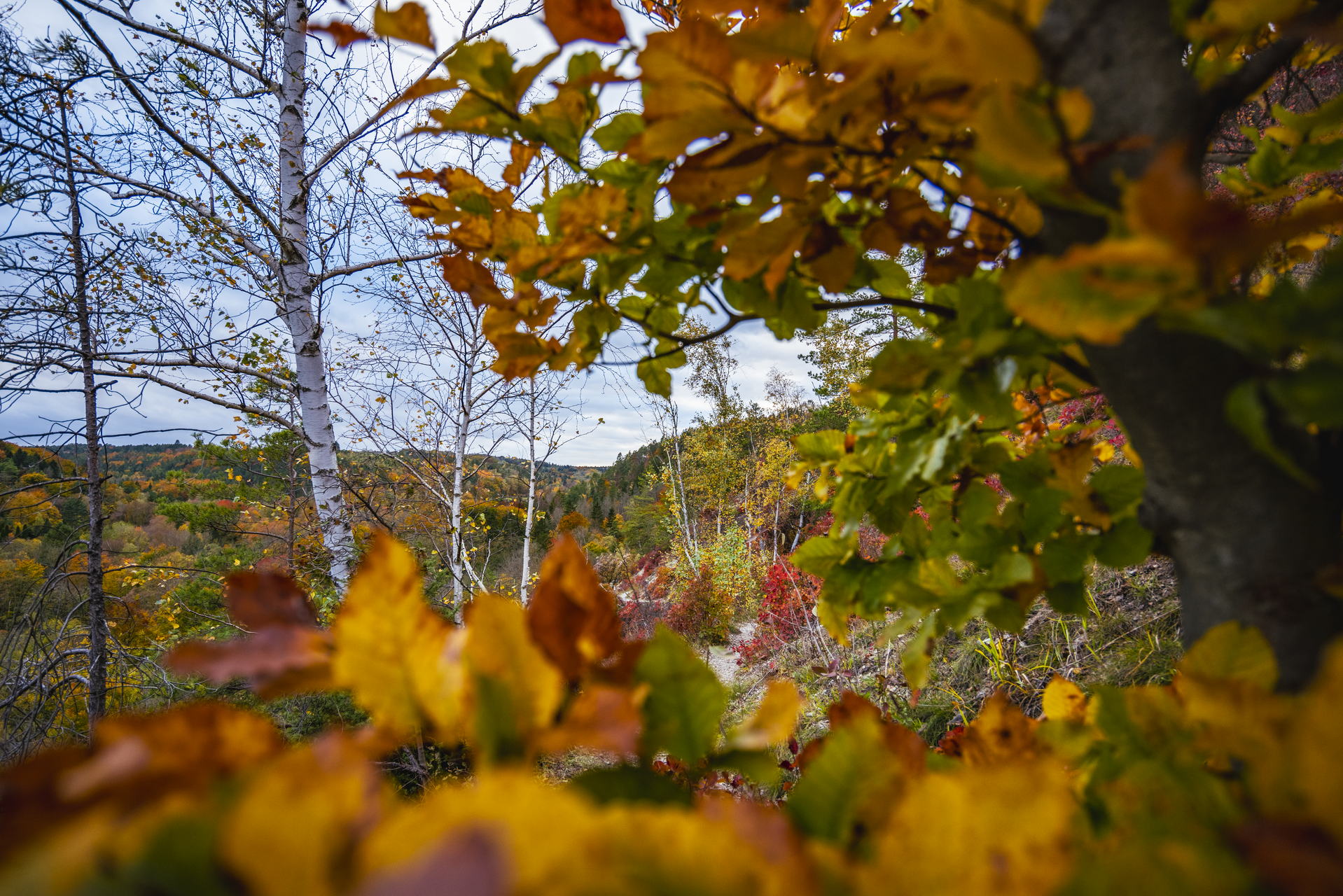 Perückensträucher in Jena 2025 - Herbstfarben im Mühltal 3 Ideale Bedingungen für ein Naturwunder