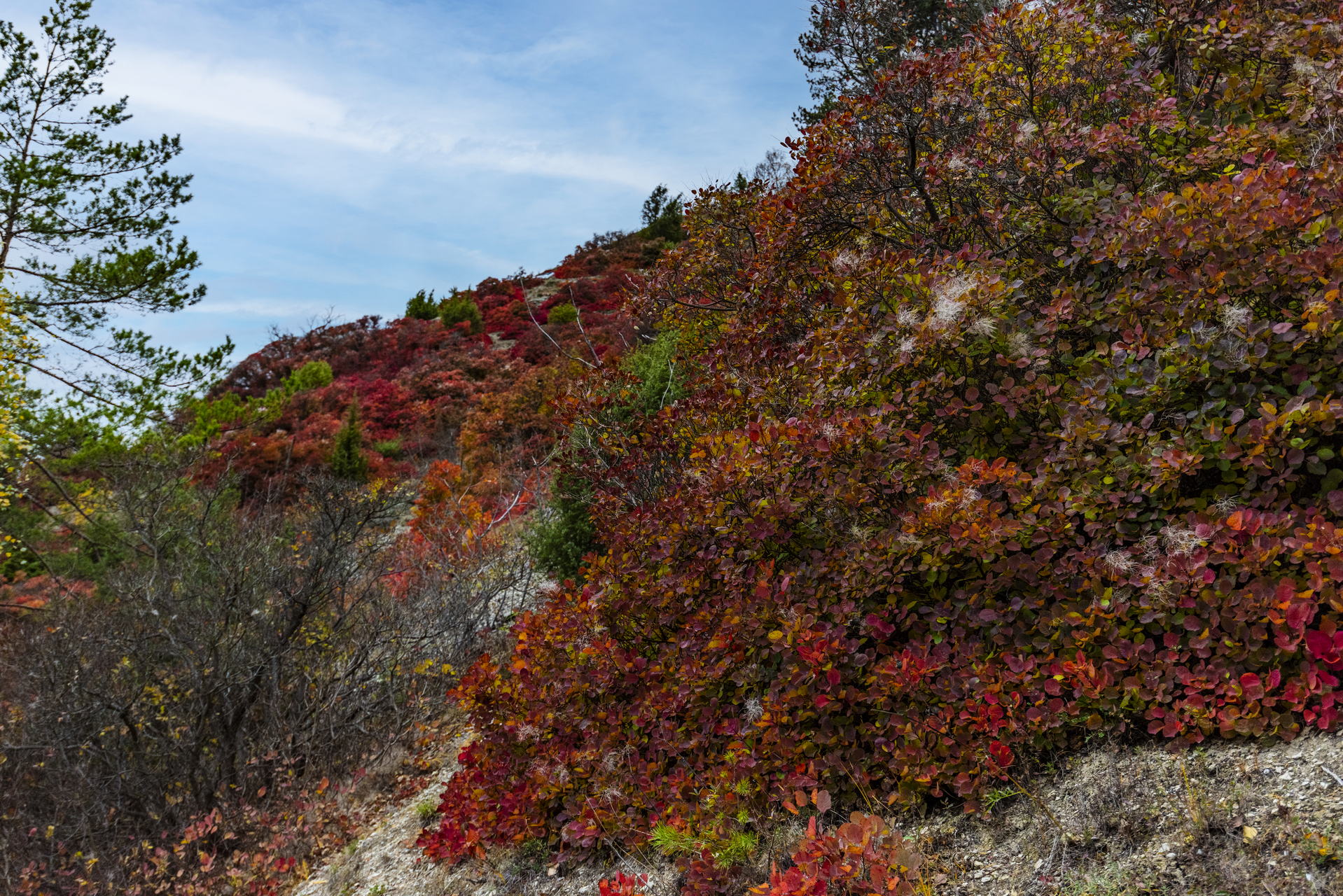 Perückensträucher in Jena 2025 - Herbstfarben im Mühltal 4 Wanderempfehlung zum Nasenberg