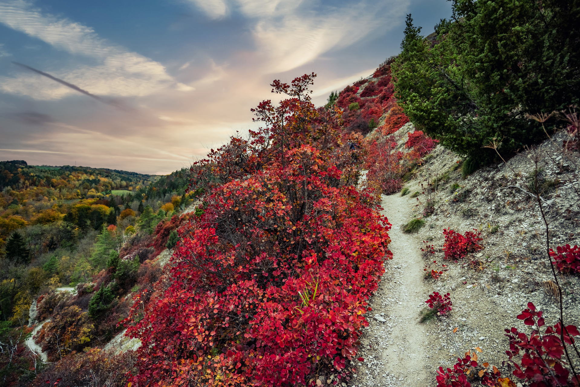 Perückensträucher in Jena 2025 - Herbstfarben im Mühltal 5 Perückensträucher Jena in ihrer herbstlichen Pracht