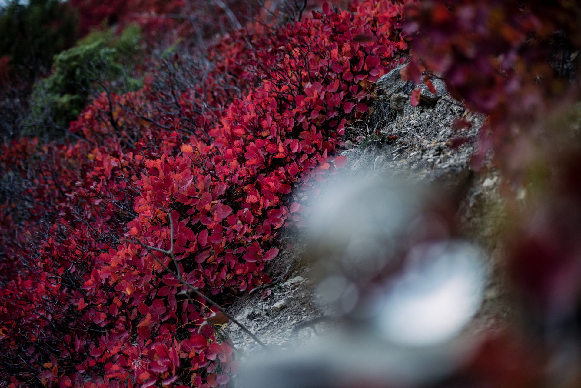 Perückensträucher in Jena 2025 - Herbstfarben im Mühltal 9 Die leuchtenden Perückensträucher sind nicht nur ein visuelles Highlight, sondern auch ein Symbol für die Schönheit der Natur. Ideal für einen Tagesausflug während der Ferienzeit – genießen Sie die Stille, die Farben und die frische Luft des Jenaer Herbstes.