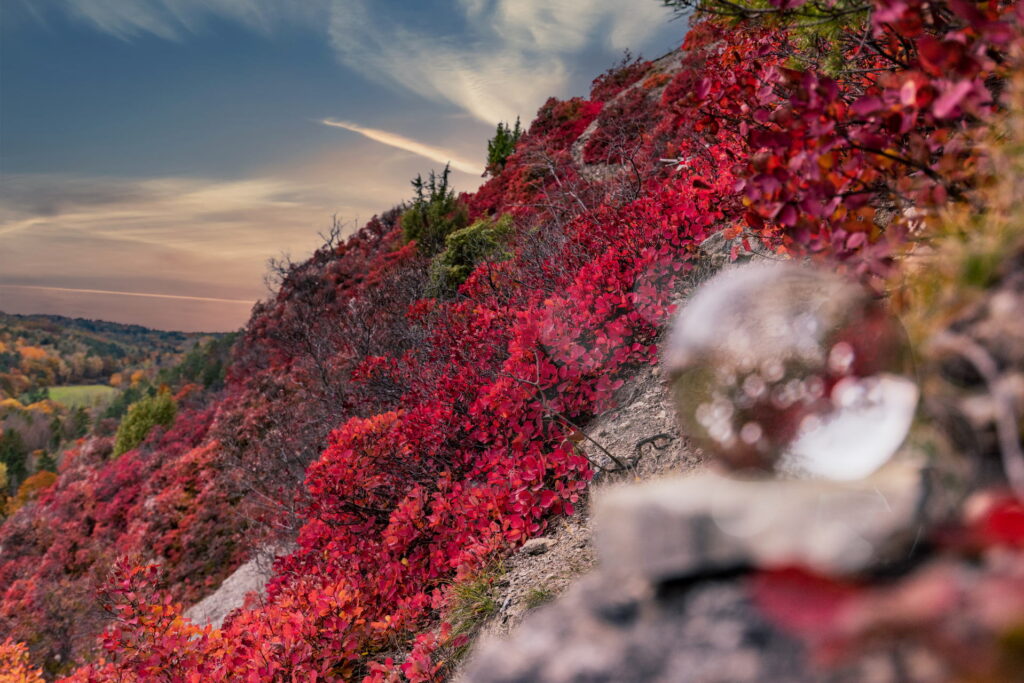 Perückensträucher in Jena 2025 - Herbstfarben im Mühltal 8 Perückensträucher Jena in ihrer herbstlichen Pracht