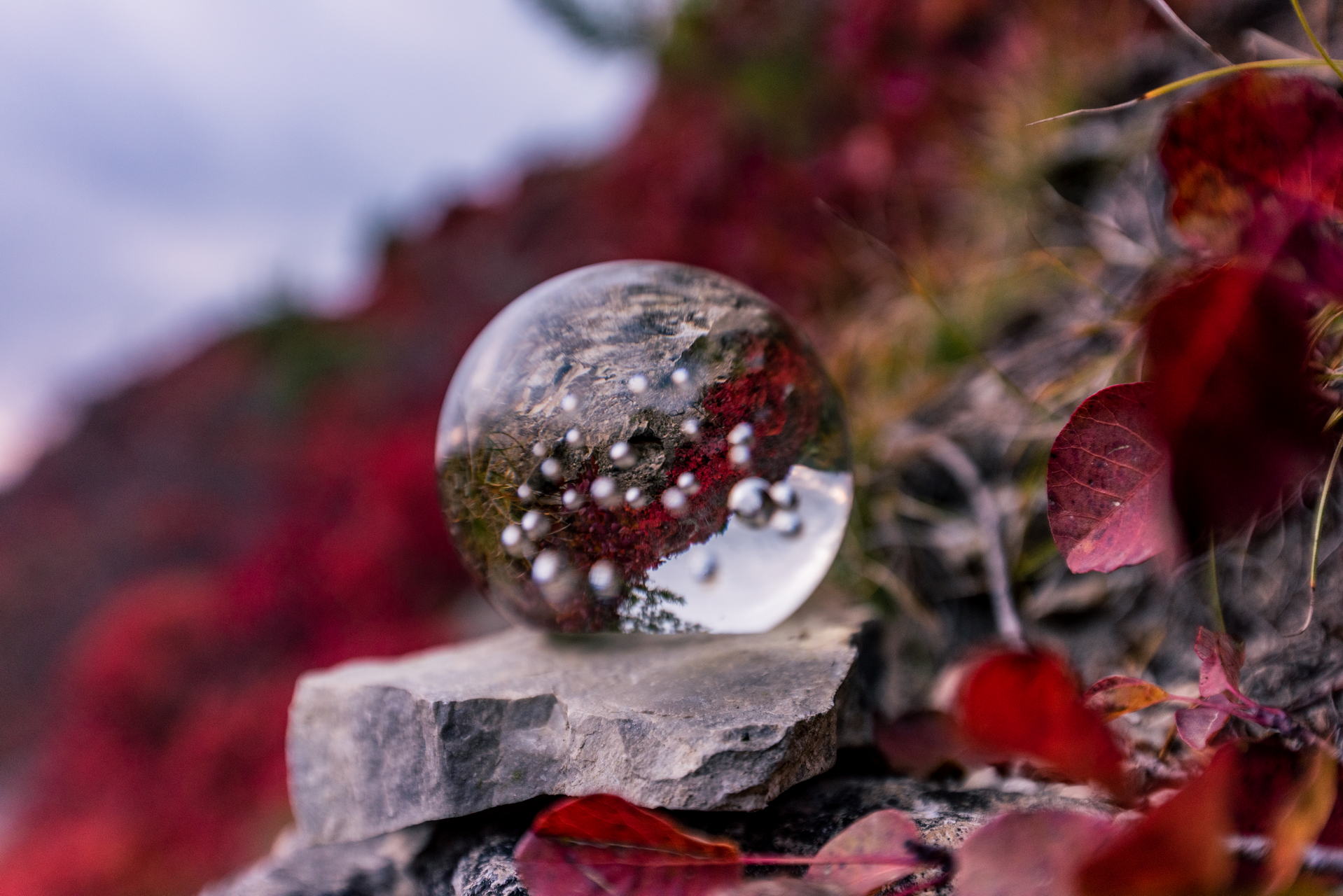 Perückensträucher in Jena 2025 - Herbstfarben im Mühltal 1 Herbstliches Farbenspiel im Jenaer Mühltal