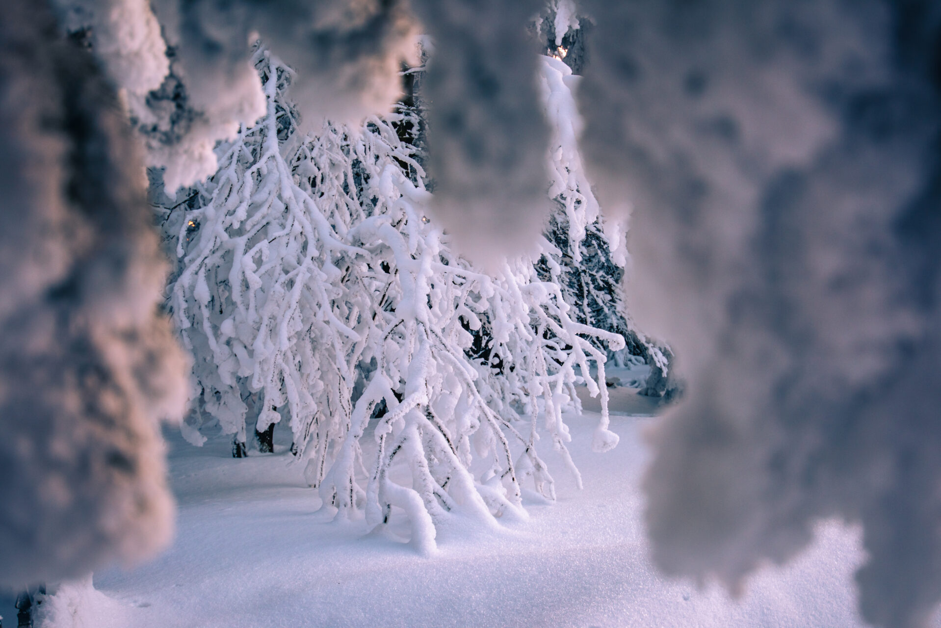 Schnee auf dem Inselsberg im Thüringer Wald