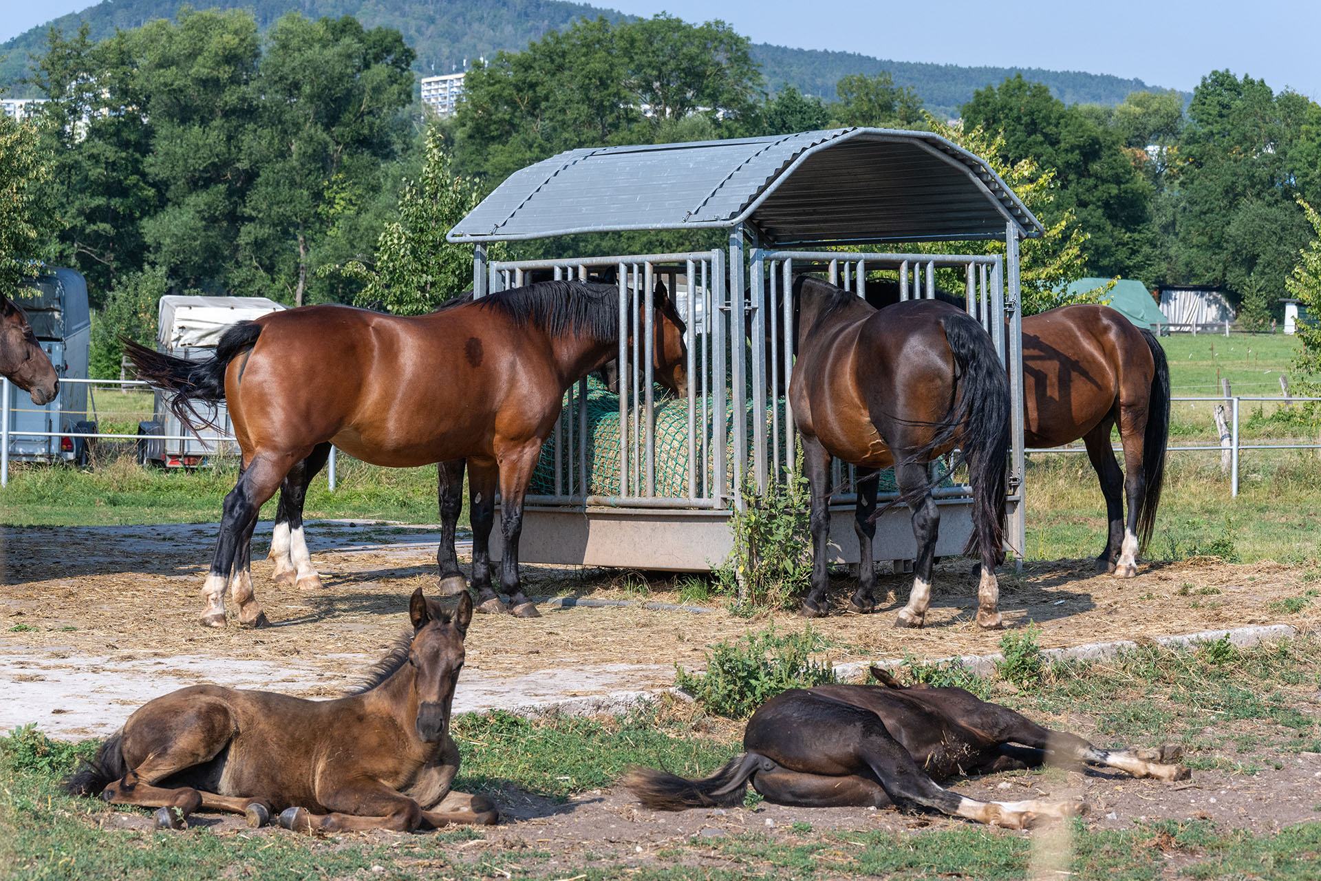 Reiten, Natur, Kaffeeduft: Der Reiterhof Wohlgezogen in Sulza-Rutha ist ein Geheimtipp für Familien mit Kindern.