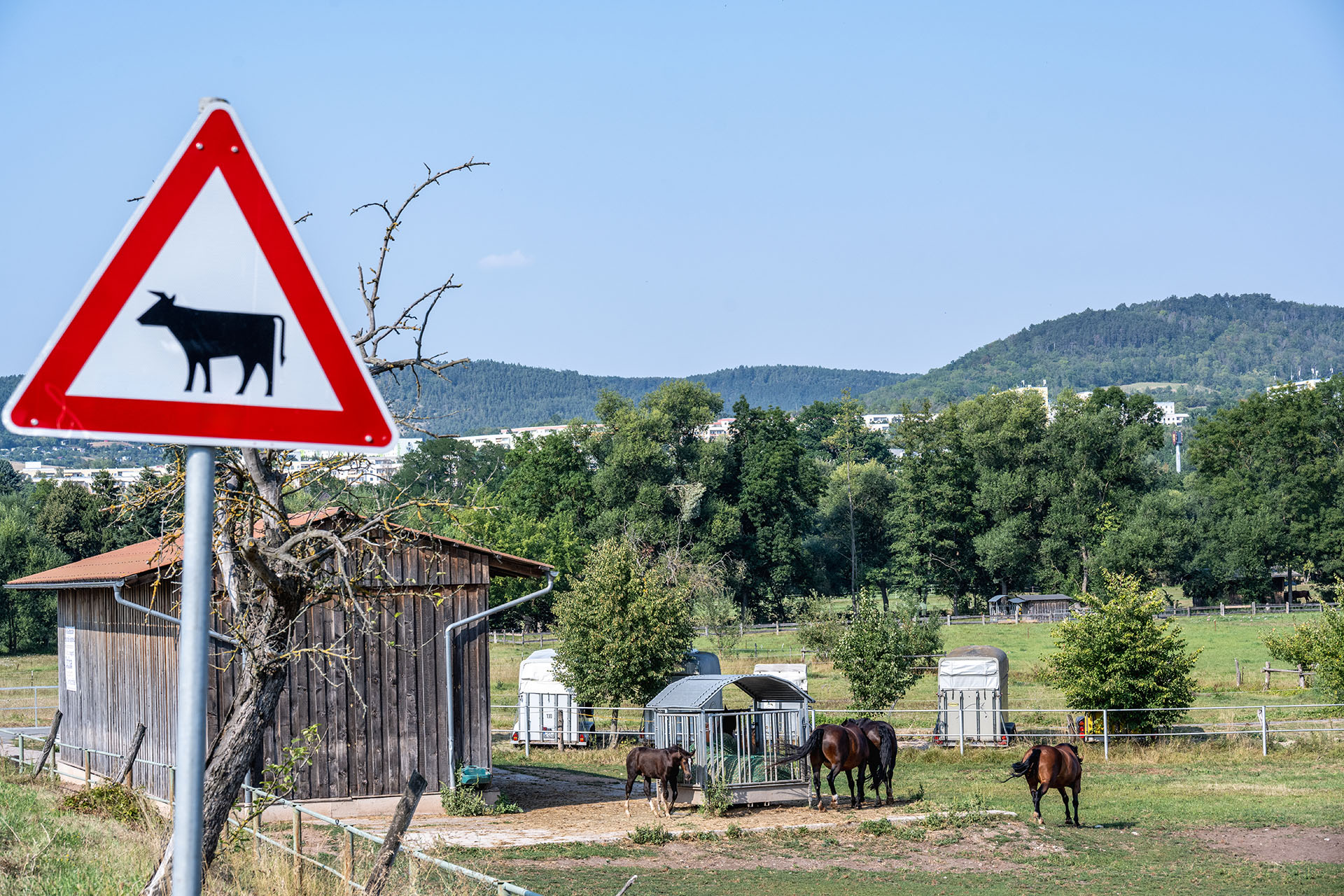 Reiten, Natur, Kaffeeduft: Der Reiterhof Wohlgezogen in Sulza-Rutha ist ein Geheimtipp für Familien mit Kindern.