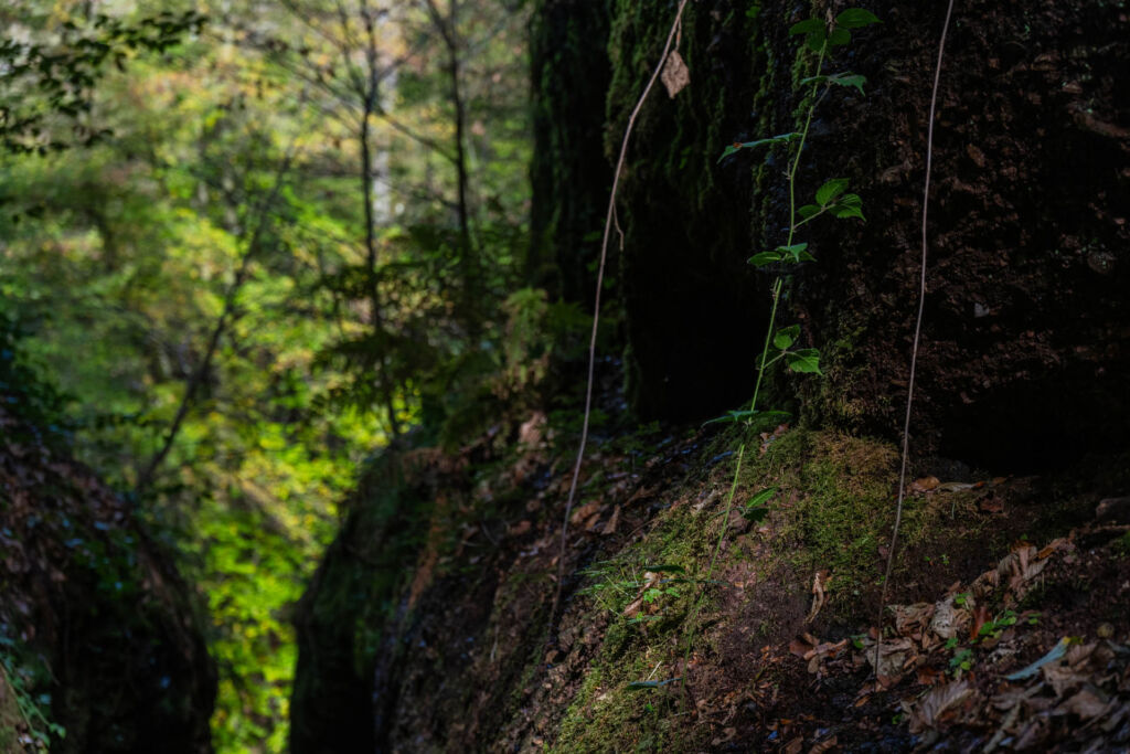 Naturerlebnis Drachenschlucht: Eine faszinierende Wanderung durch Thüringens grüne Felswelt.