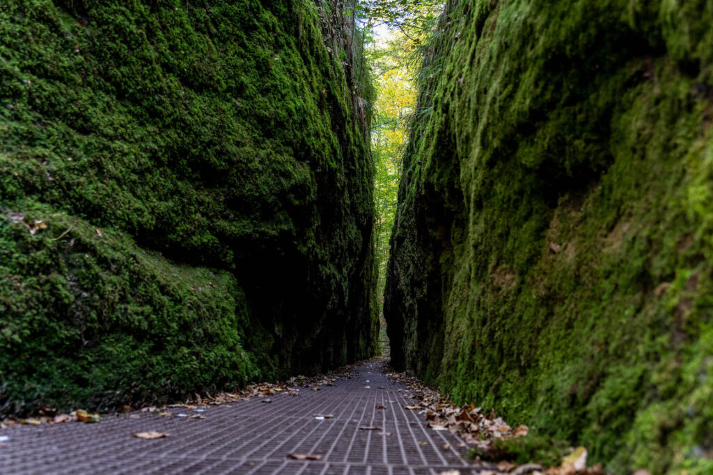 Naturerlebnis Drachenschlucht: Eine faszinierende Wanderung durch Thüringens grüne Felswel