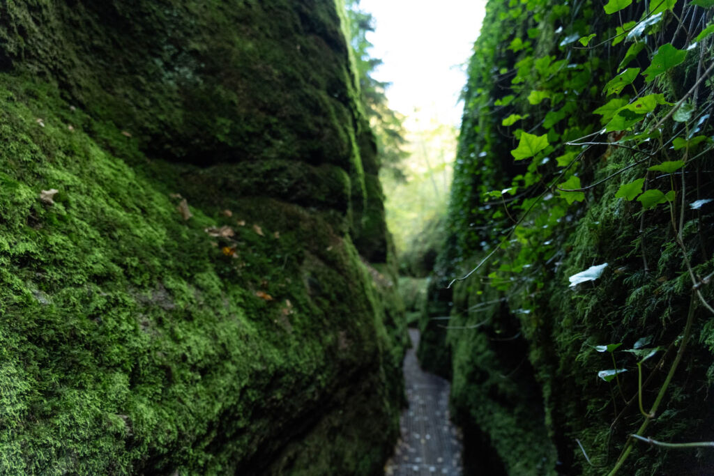 Die Drachenschlucht bei Eisenach: Thüringens spektakuläre Felsenschlucht