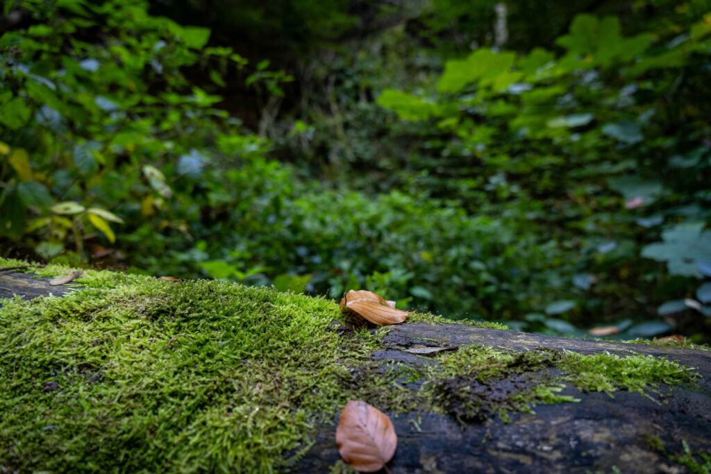 Die Drachenschlucht zeigt sich im Laufe des Jahres immer wieder in einem anderen Gewand.